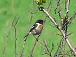 Svarthakad buskskvätta (Saxicola rubicola), hane.