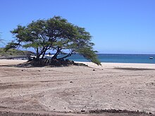 Neltuma pallida presso le Hawaii