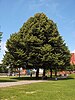 Tilia tomentosa