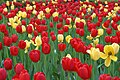 Tulips in bloom on Park Ave, NYC