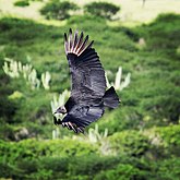 Urubu-de-cabeça-preta registro feito no povoado de Bela Vista (Araci)