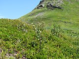 Пухнаста береза (Betula pubescens)