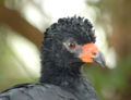 Wattled curassow female Note dark bill and orange cere