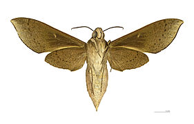 Xylophanes porcus continentalis △ Ventral side.