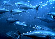 Yellowfin tuna are being fished as a replacement for the now largely depleted Southern bluefin tuna.