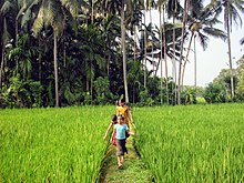 ഒരു പാലക്കാടൻ ഗ്രാമക്കാഴ്ച.! മൊട്ടിട്ട പാടവരമ്പിലൂടെ കുട്ടികളുടെ ആഘോഷയാത്ര !