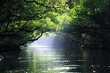 Une allée d'eau calme. Des arbres forment un tunnel au dessus d'elle.