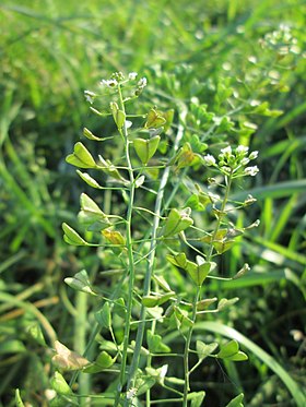 Capsella bursa-pastoris