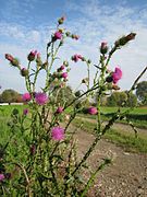 Carduus acanthoides in Germany