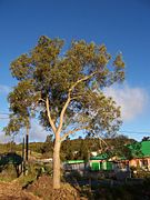 Tamarin des Hauts, jeune arbre dans le village de la Plaine des Cafres