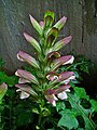 Bractées d'Acanthus balcanicus