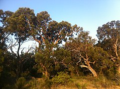 Allocasuarina fraseriana woodland in Albany