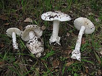 Several specimens of Amanita ocreata