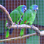 A green parrot with red-tipped wings and a blue face whose males have a red mark on their throat