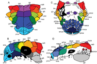 Knochenschema Pinacosaurus grangeri (links) im Vergleich mit Anodontosaurus lambei