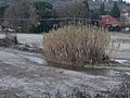 Arundo donax in a cold environment