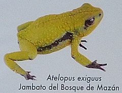 Description de l'image Atelopus exiguus.jpg.