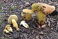 Aureoboletus moravicus sin. Xerocomus moravicus