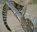 Two ringtails