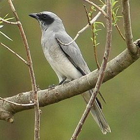 Schwarzgesicht-Raupenfänger (Coracina novaehollandiae)