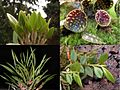 Leaves of different species of orchids