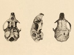 Фрагменти черепа Boromys torrei