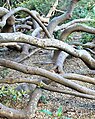 Underneath their canopy, older Brabejum trees form tangles of undulating trunks.