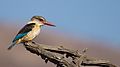 Male at Pilanesberg GR