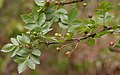 Bursera penicillata fruits and leaves