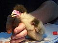 Un bébé caracara au ZooParc de Beauval.