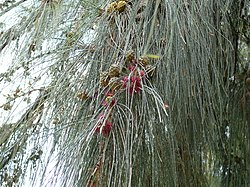 Casuarina equisetifolia.