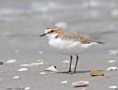Red-capped plover in breeding plumage, female, by JJ Harrison