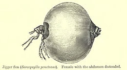 Description de l'image ChiggerBMNH.jpg.