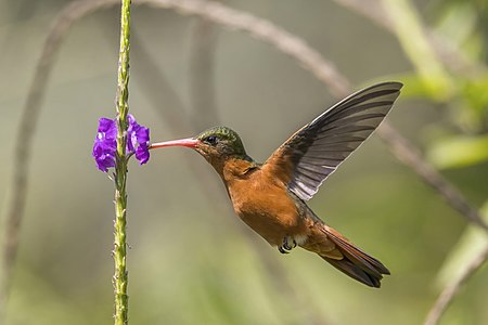Cinnamon hummingbird, by Charlesjsharp