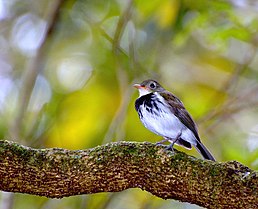 Тиран-щебетун південний (Corythopis delalandi)