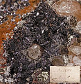 Cronstedtite- Autographe de Pisani - Cornouailles, Angleterre