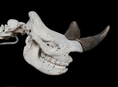 Black rhinoceros skull, by Jebulon
