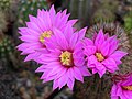 Echinecereus laui