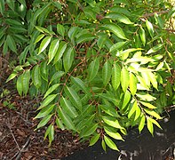 Foliage