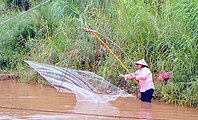 Woman with a square hand lift net in the Mekong River Thailand