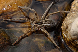 Fishing spider Autotomy