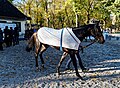 Junko im Absattelring