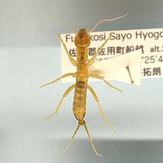 Galloisiana nipponensis