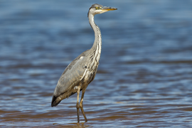 Ardea cinerea (Ardeidae)