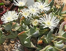 Gibbaeum velutinum