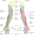 Diagram of segmental distribution of the cutaneous nerves of the right upper extremity