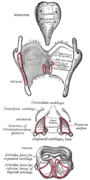 Posterior view of the cartilages of the larynx