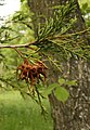 Another gall on eastern redcedar (Juniperus virginiana)