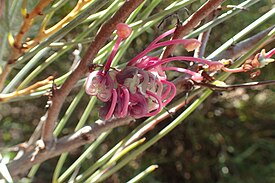 Hakea rhombales в Кингс-парке (Перт, Австралия).