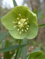 Fleur d'Helleborus viridis